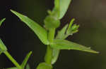 Branched hedgehyssop